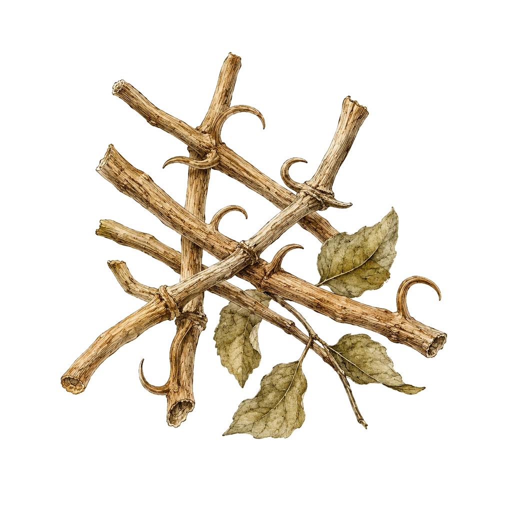 Gou Teng / Uncaria hook vine herb image