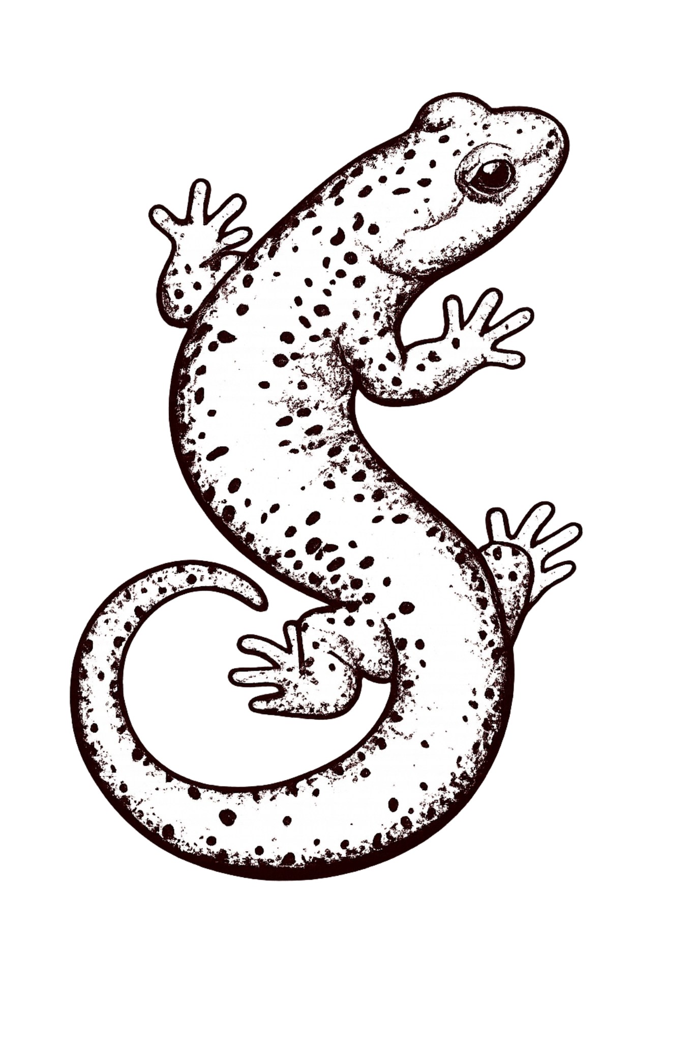 Salamanders Grove salamander mark