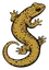 Salamanders Grove logo